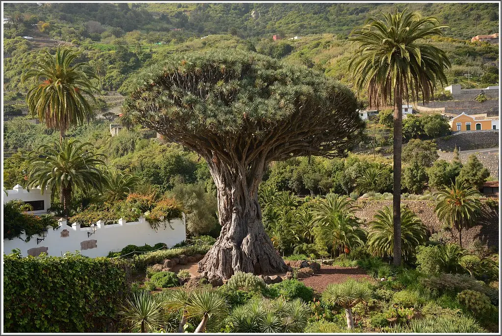 tenerife photo 2