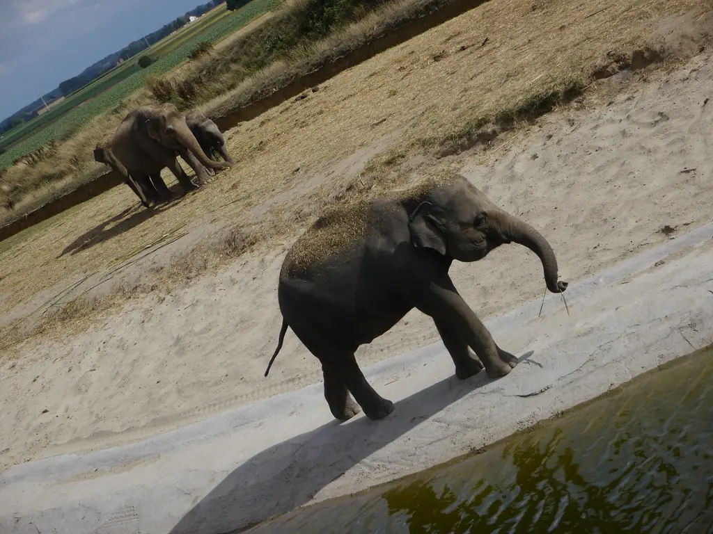 zoo-pairi-daiza photo 1