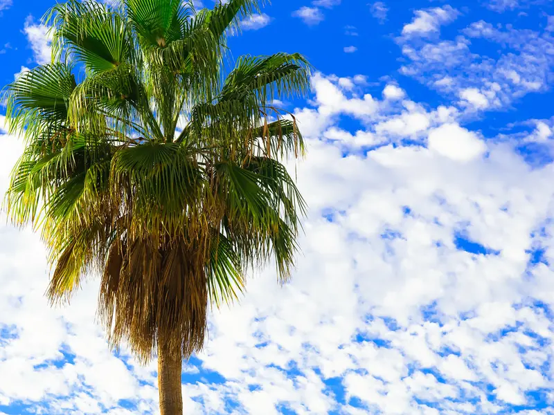 Séjour balnéaire Tenerife Espagne
