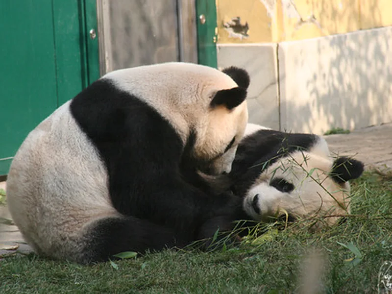 Sortie Zoo Pairi Daiza groupe CSE